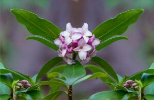 Daphne in early spring