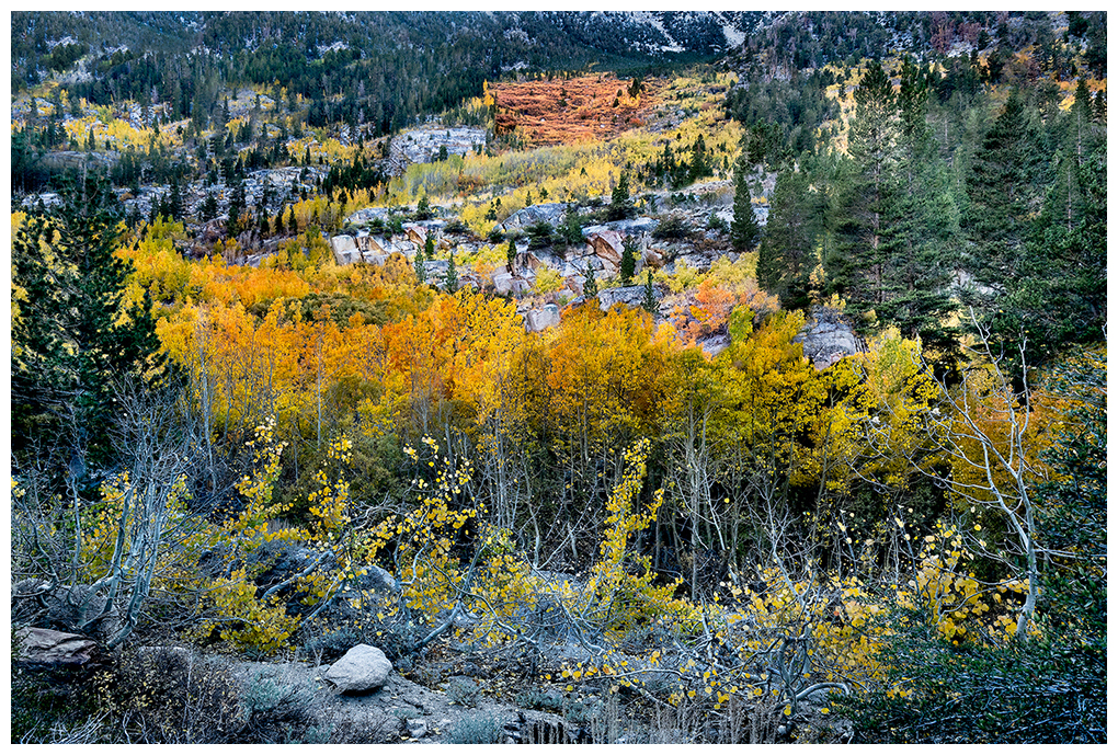Fall colors in the eastern Sierra, near Bishop CA