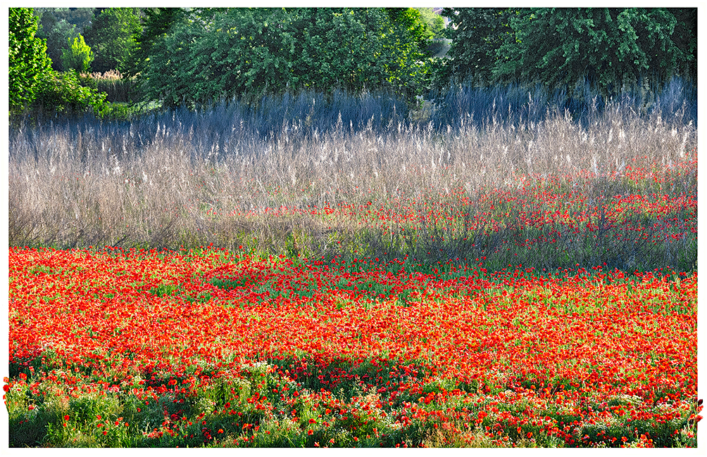 Red poppies in the town of Cremona Italy