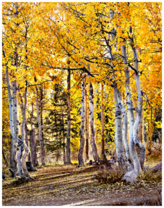 Aspen trees in fall colors in Hope Valley, easter Sierra
