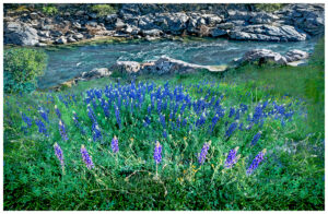 Lupines in full bloom along the Yuba River