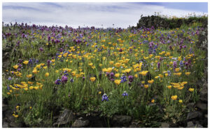 Poppies, lupine over the hills on Table Mountain