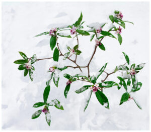 Daphne blooming in the snow