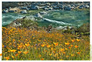 Poppies above the Yuba River