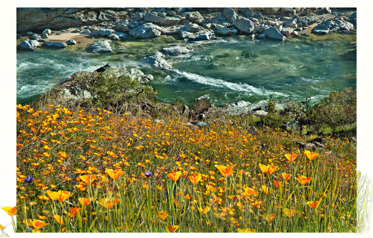 Spring By The Yuba River Gail Lipson Photography