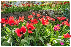 Show of red tulips 