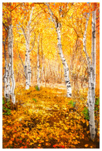 Sunlit Aspen Grove